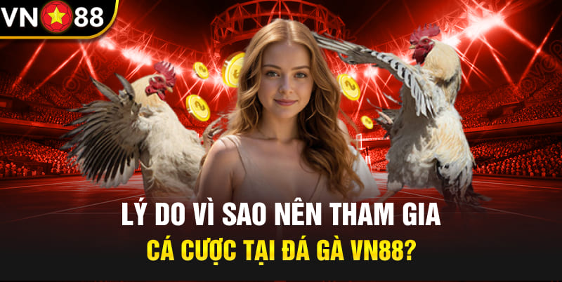 Lý do vì sao nên tham gia cá cược tại đá gà Vn88?